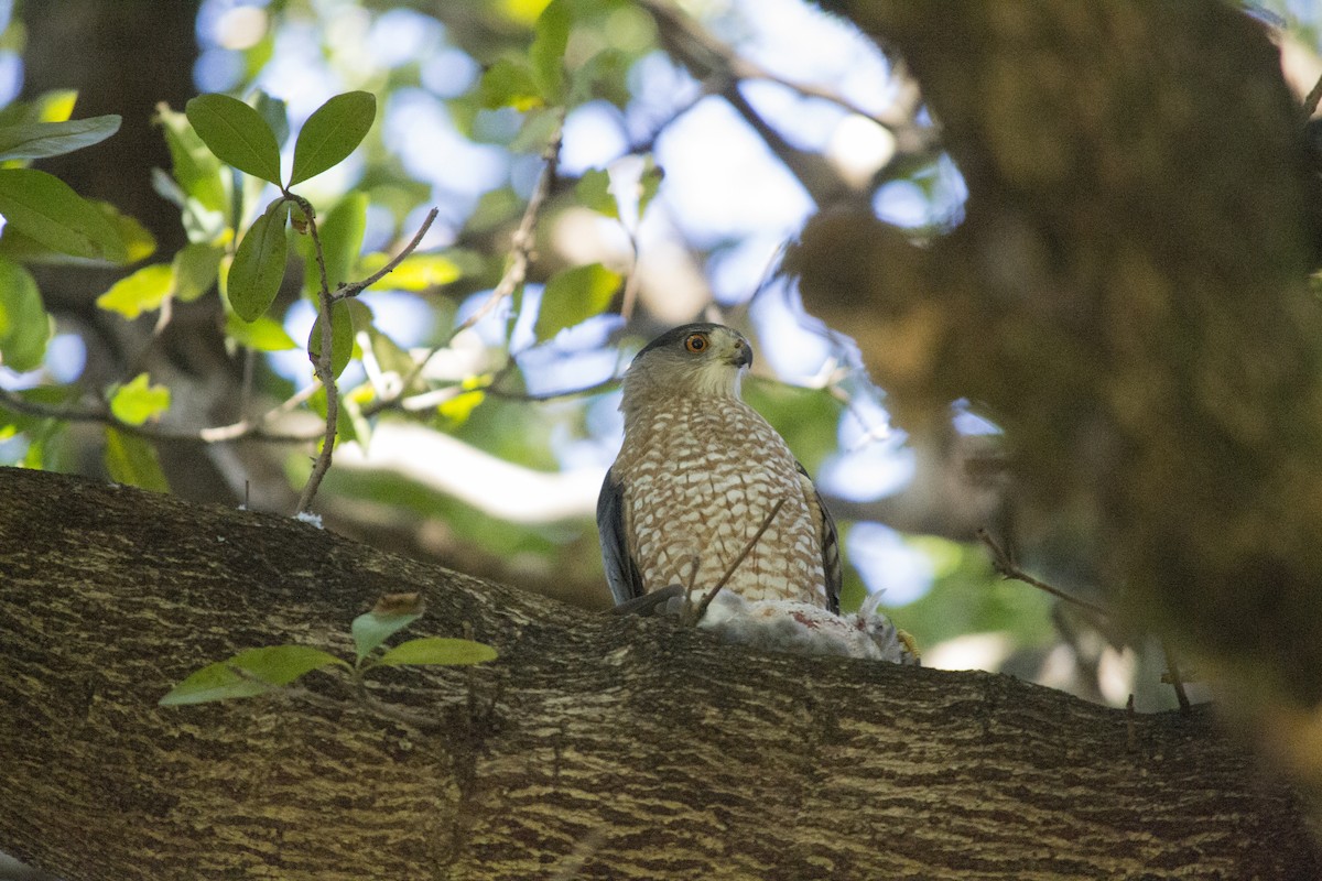 Cooper's Hawk - ML647910290