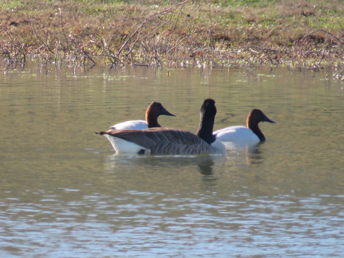 Canvasback - ML647910292