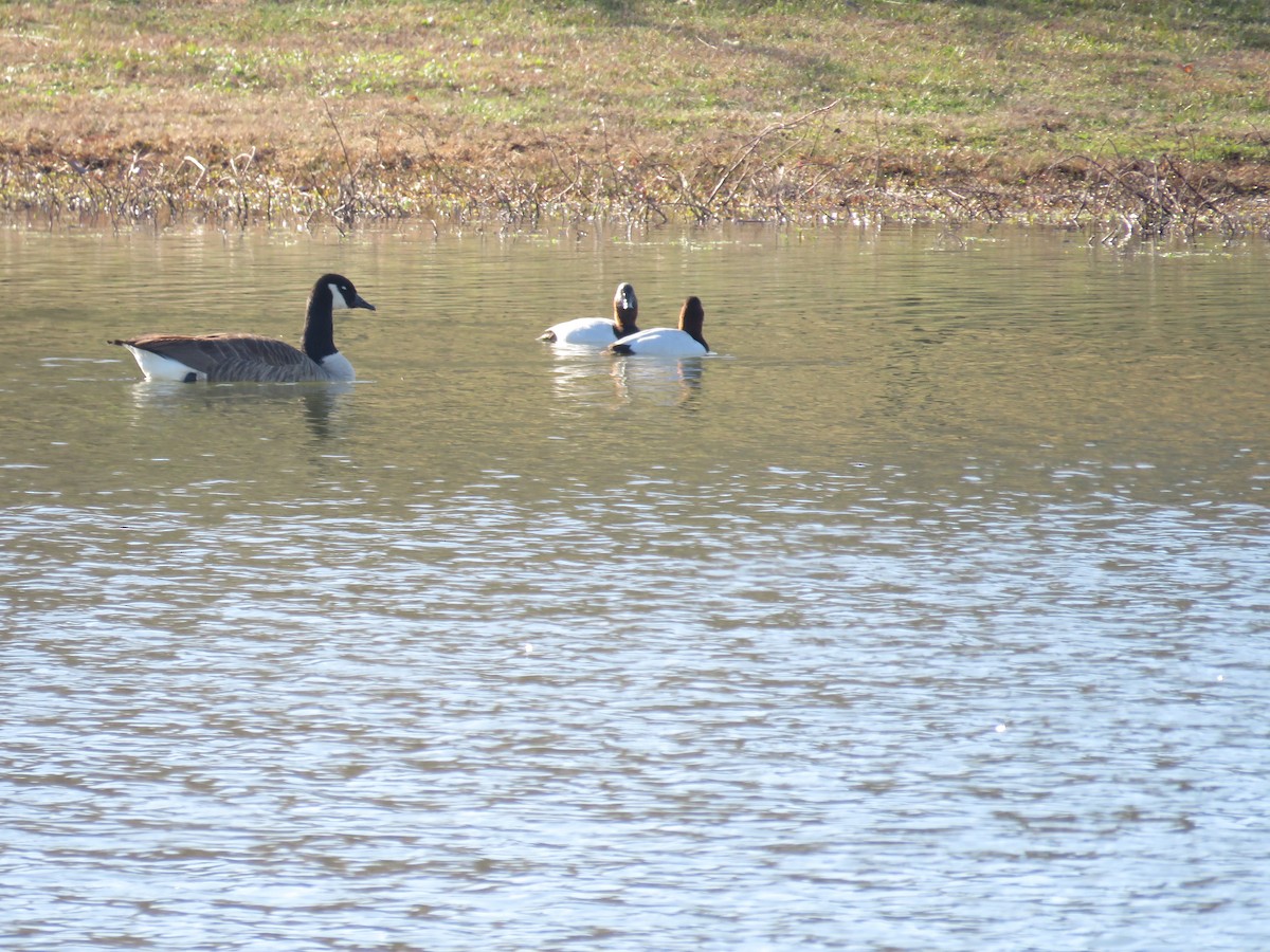 Canvasback - ML647910293