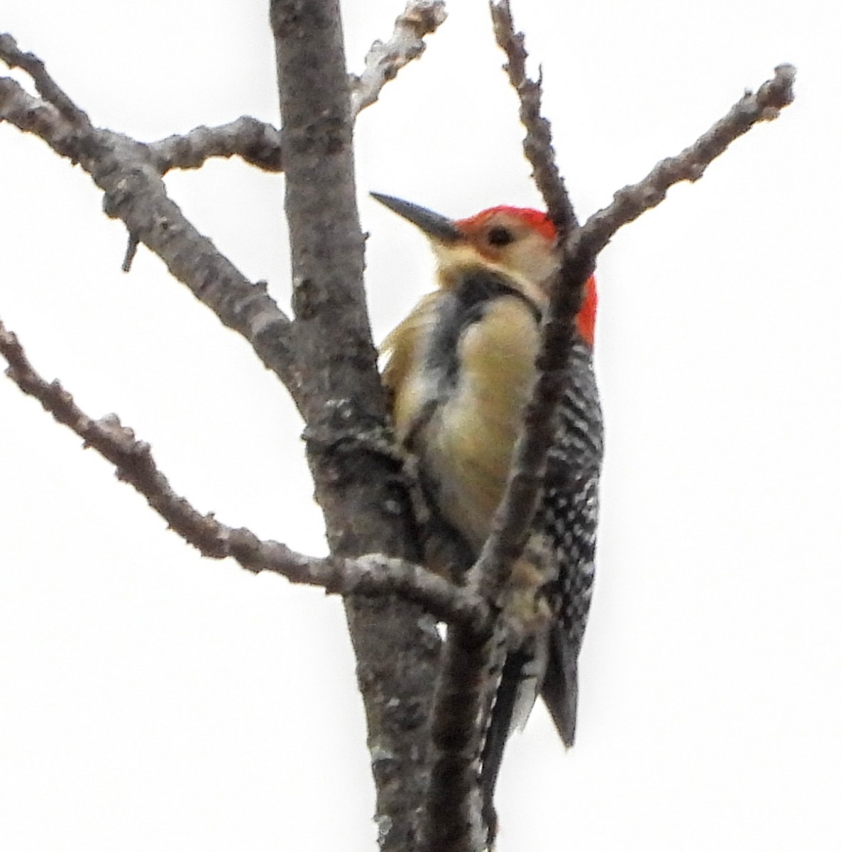 Red-bellied Woodpecker - ML647910294