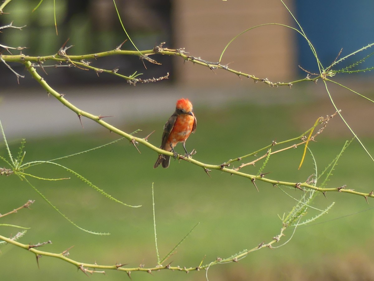 Vermilion Flycatcher - ML647910295