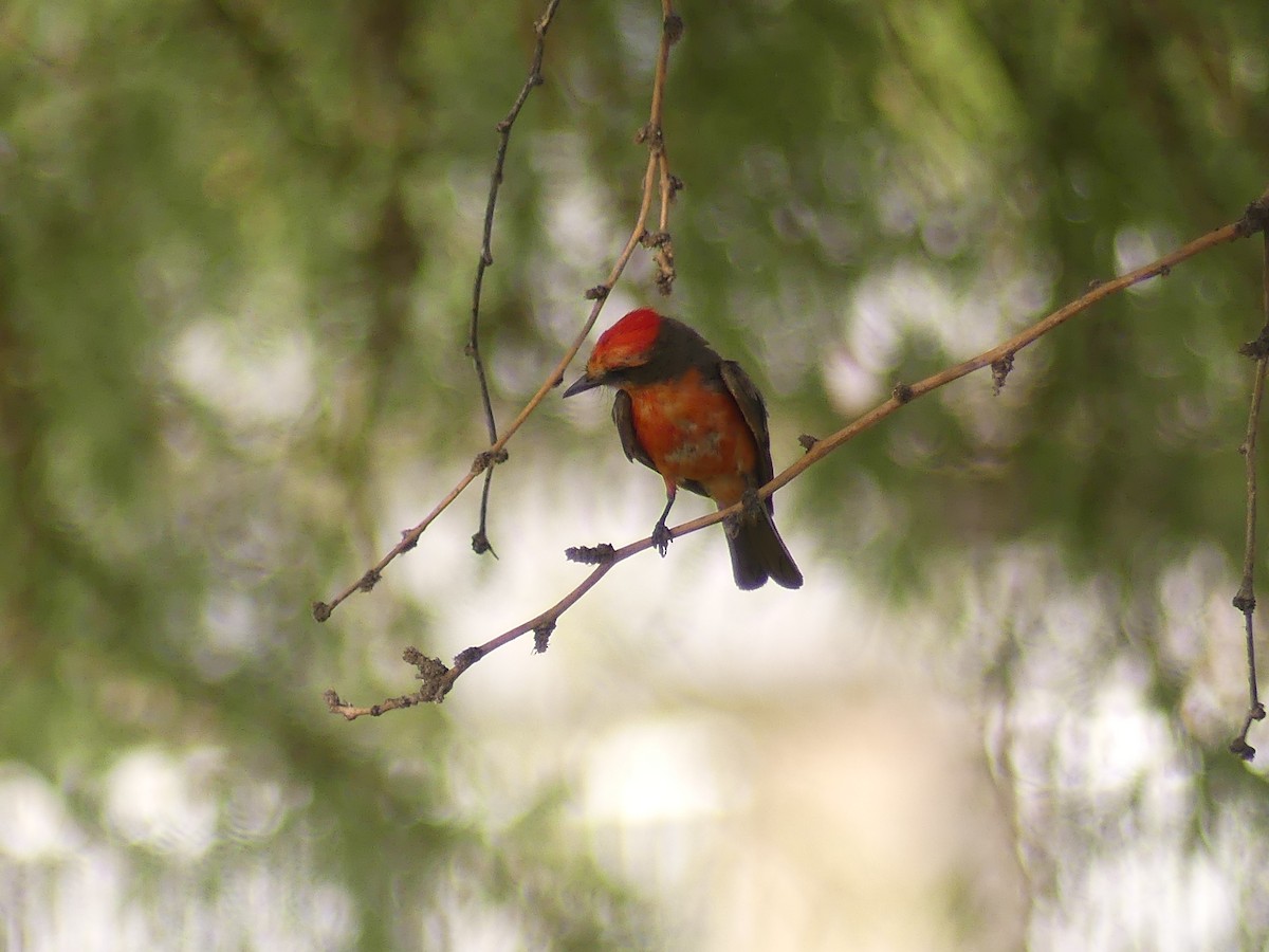 Vermilion Flycatcher - ML647910296