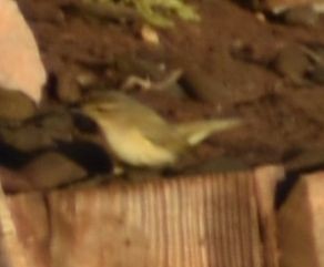 Common Chiffchaff - ML647910300