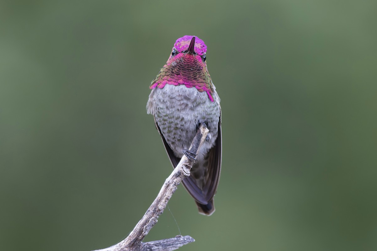 kalypta růžovohlavá - ML647910750