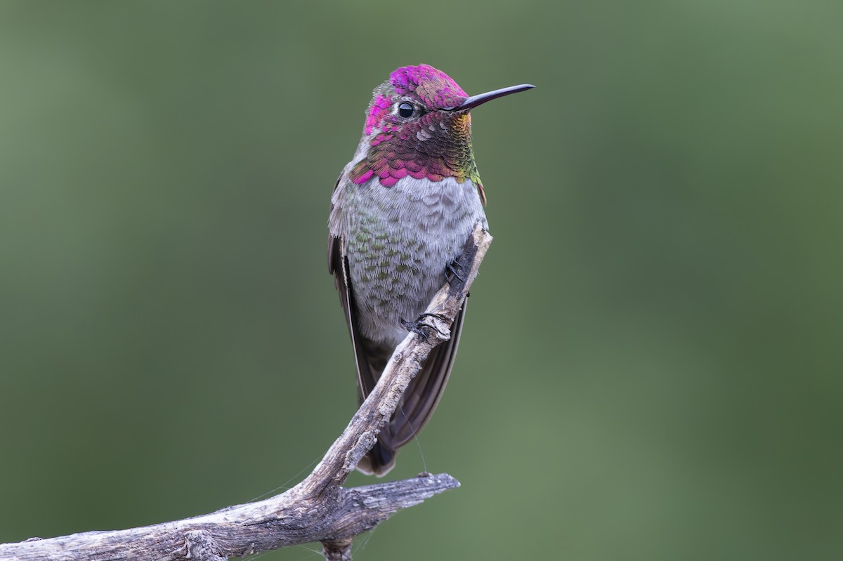 kalypta růžovohlavá - ML647910751