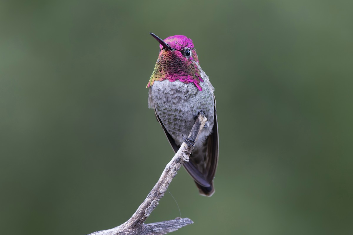 kalypta růžovohlavá - ML647910752