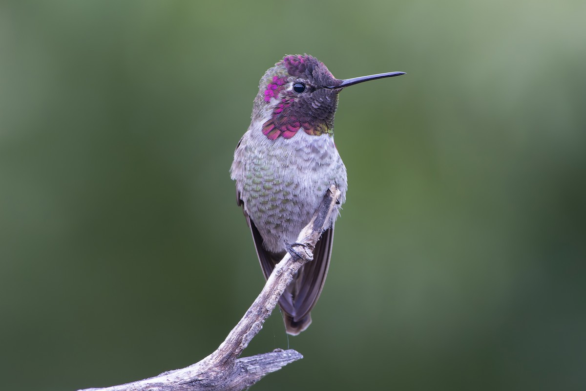 kalypta růžovohlavá - ML647910753