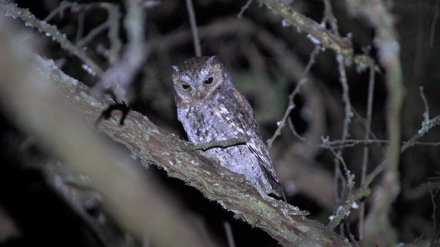 Ponderosaeule - ML647911097