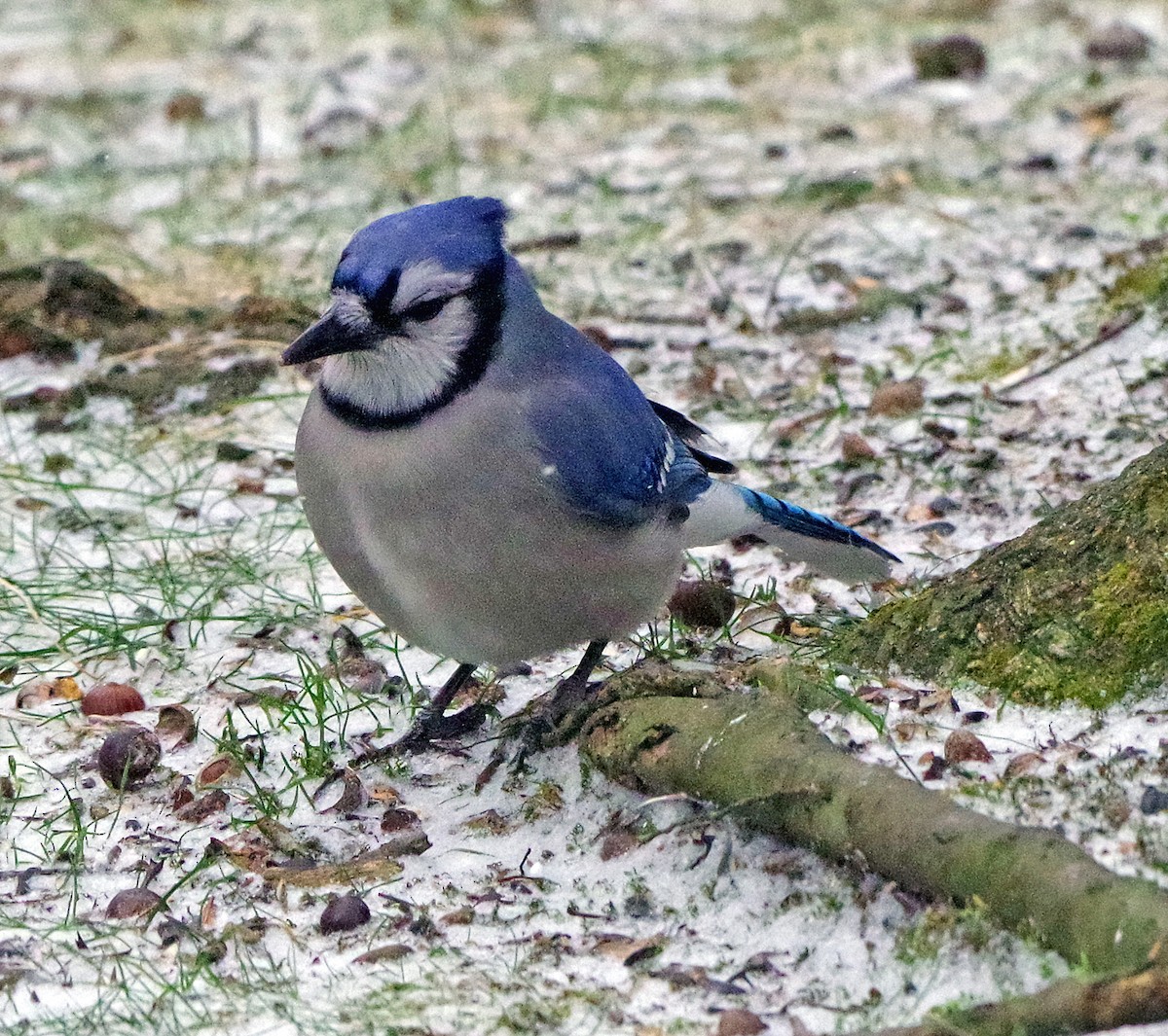 Blue Jay - ML647911255