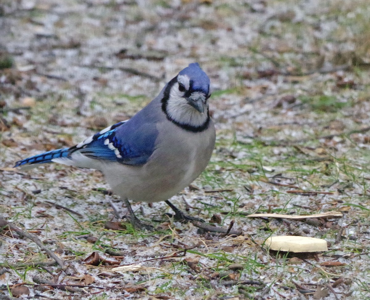Blue Jay - ML647911256