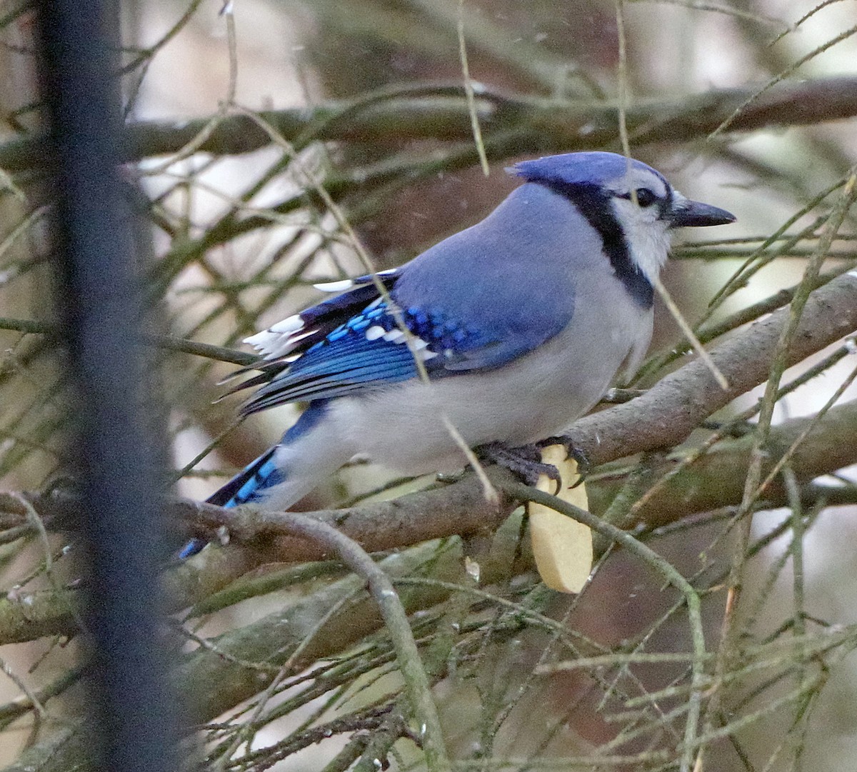 Blue Jay - ML647911257