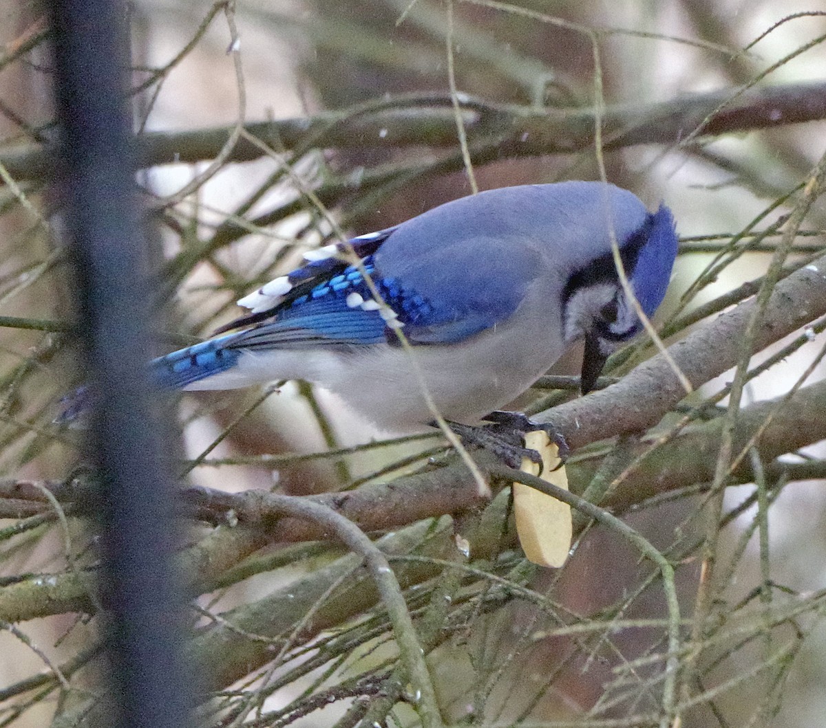 Blue Jay - ML647911258