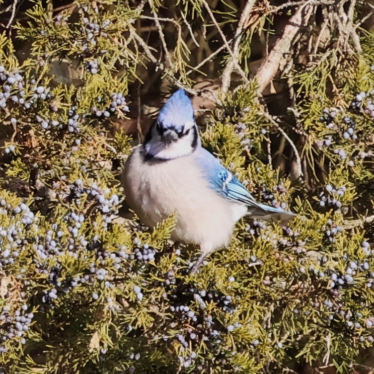 Blue Jay - ML647911264