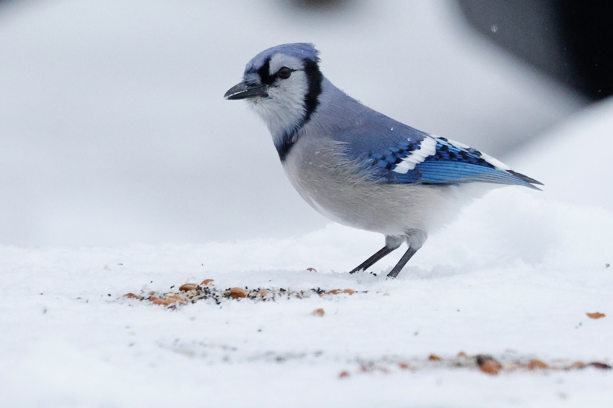 Blue Jay - ML647911343