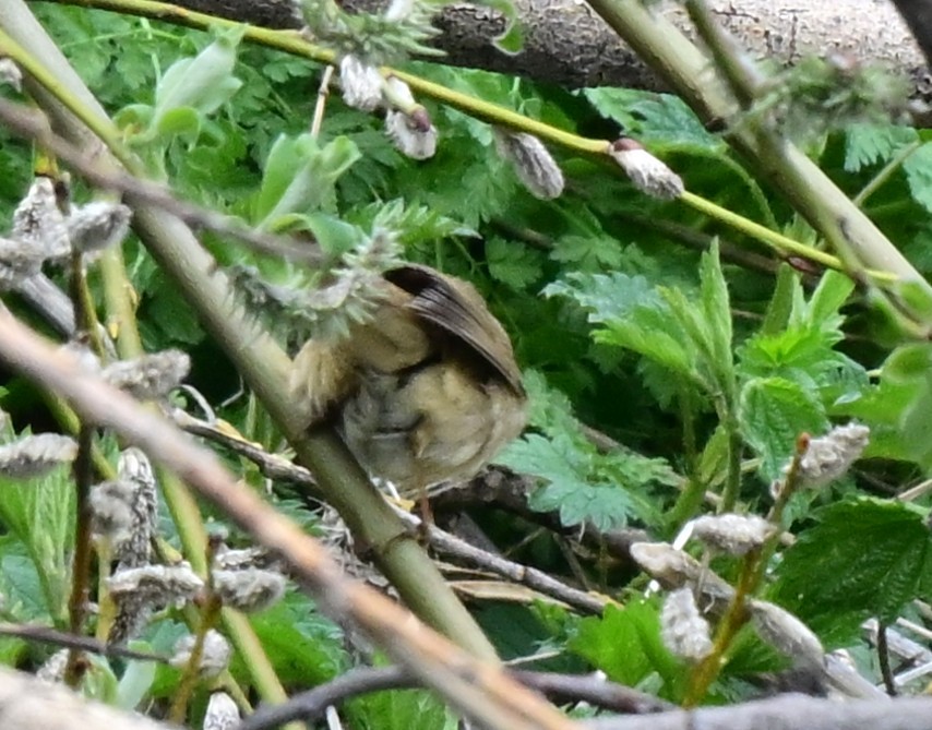 Fauvette des jardins - ML647913613