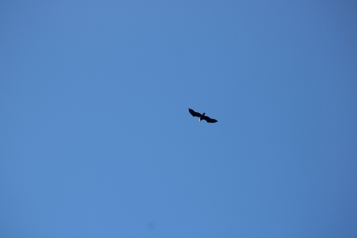 Pygargue à tête blanche - ML647914269