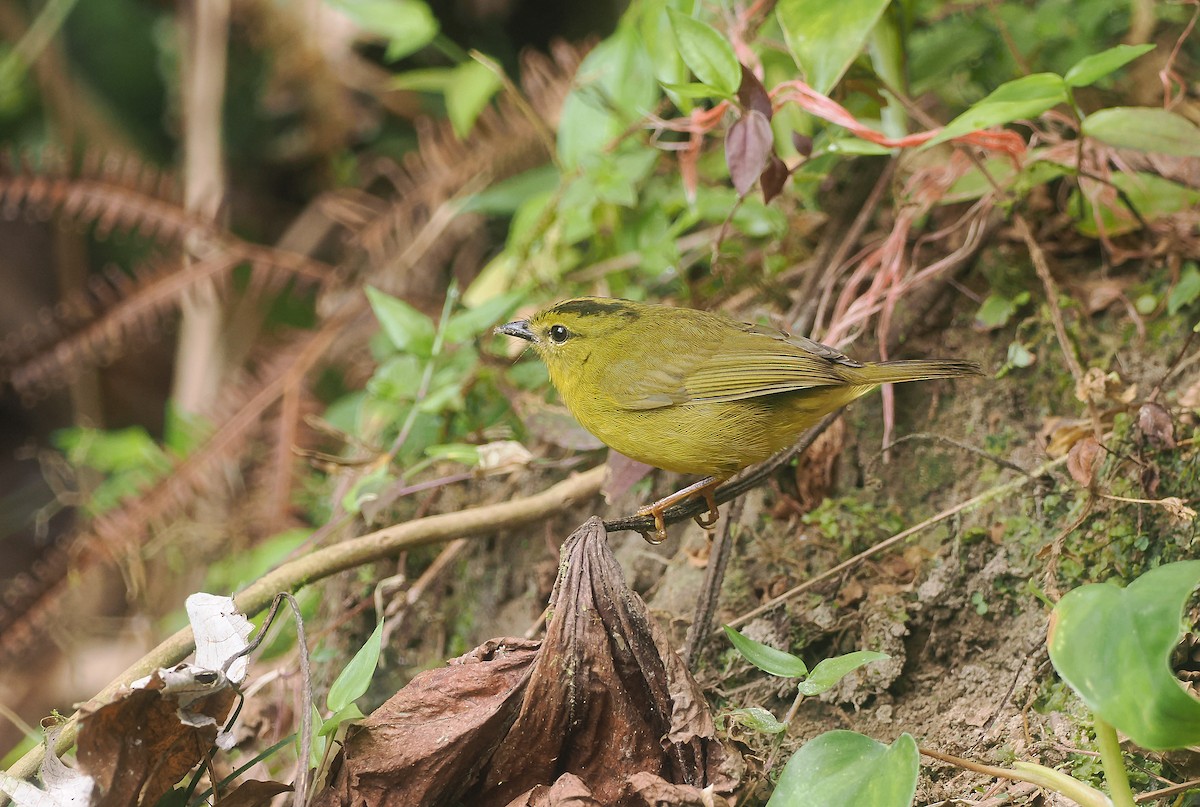 Chocówaldsänger - ML647915356