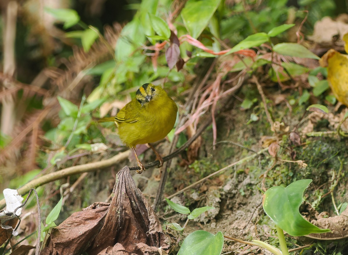 Chocówaldsänger - ML647915561