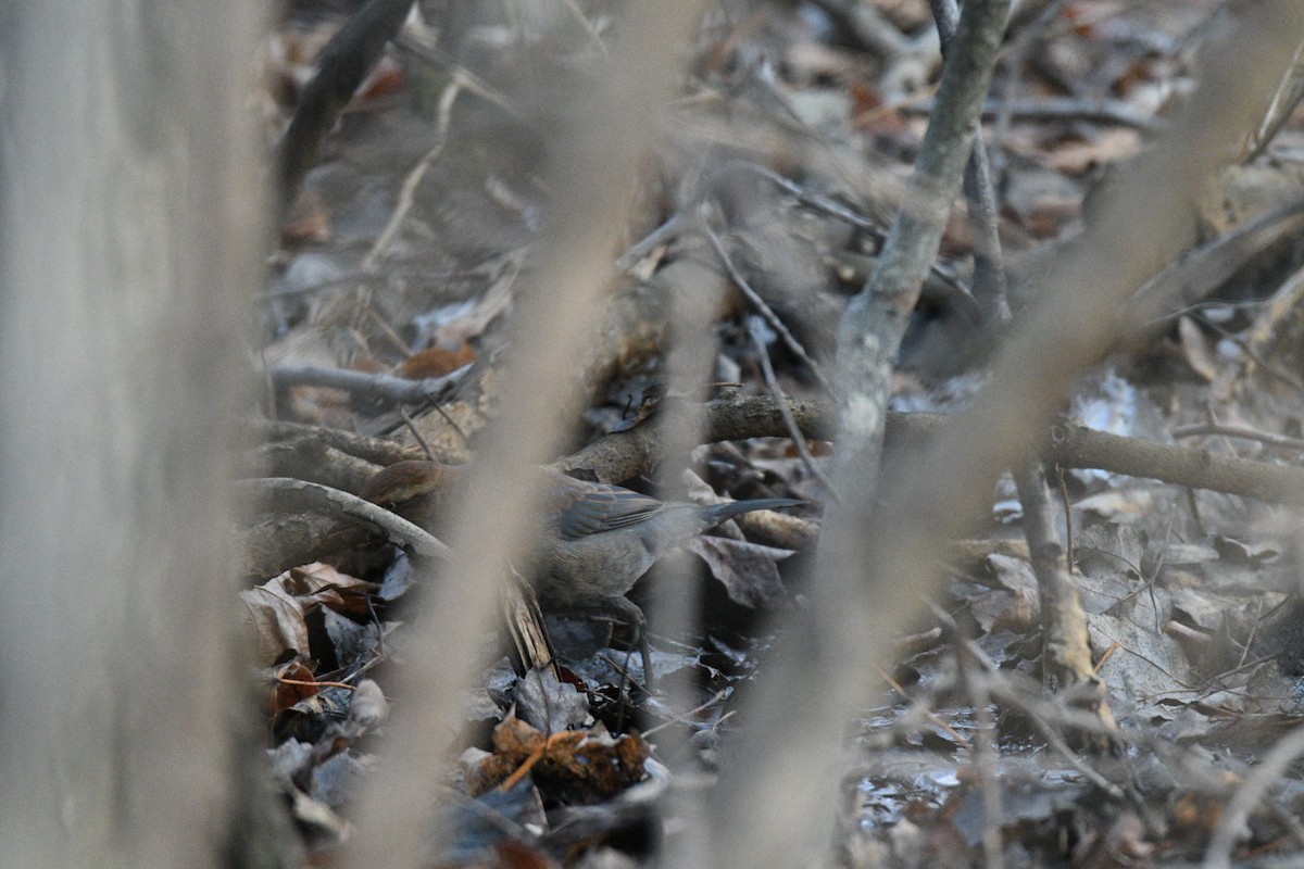 Rusty Blackbird - ML647915684