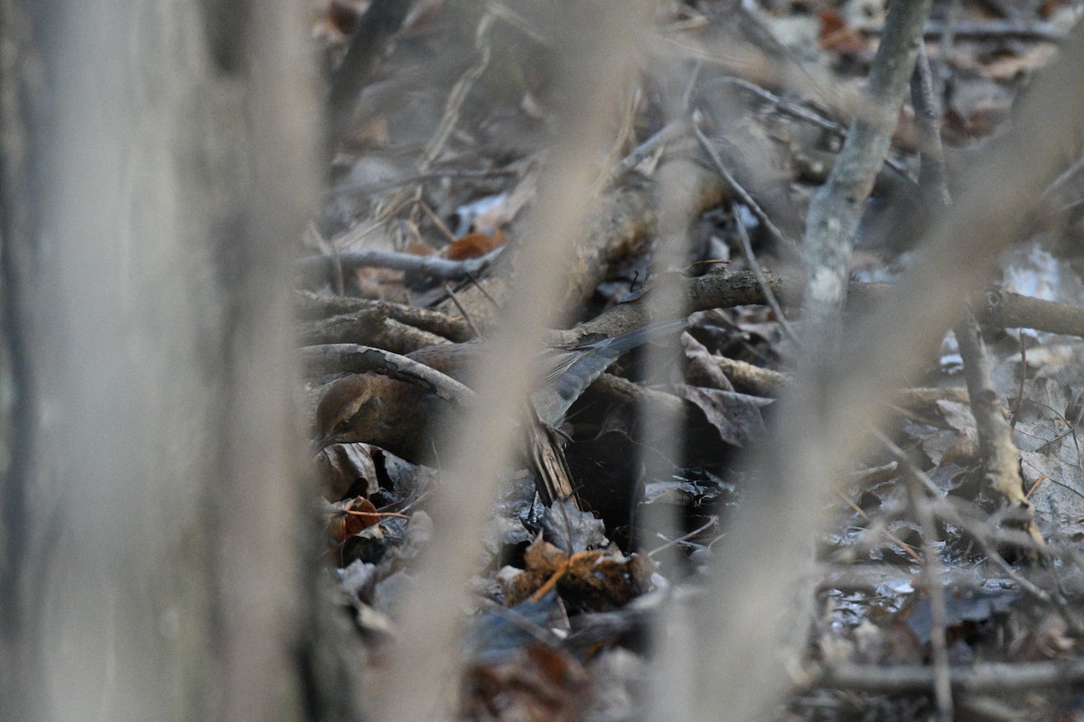 Rusty Blackbird - ML647915685
