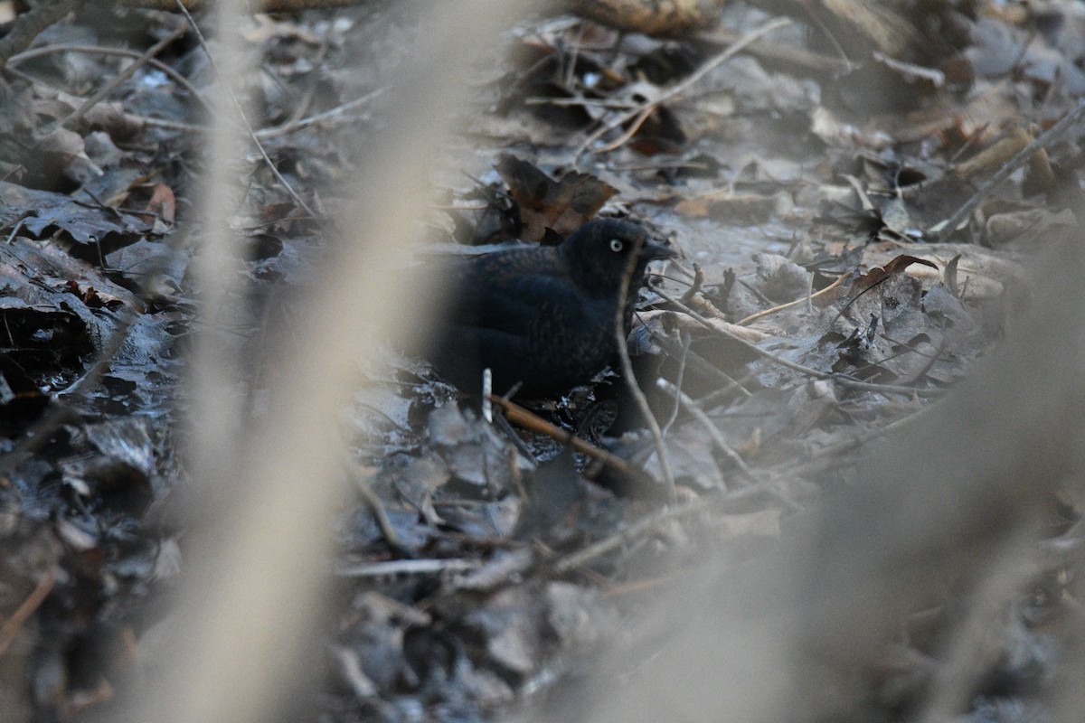 Rusty Blackbird - ML647915686