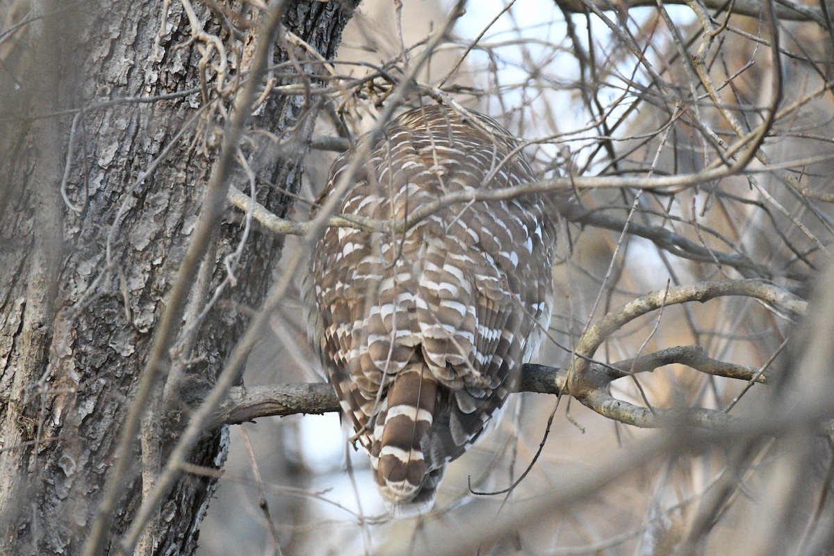 Barred Owl - ML647915749