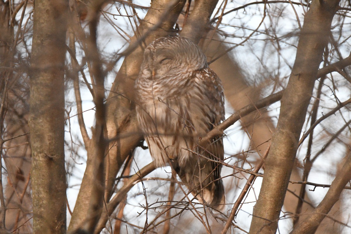 Barred Owl - ML647915750