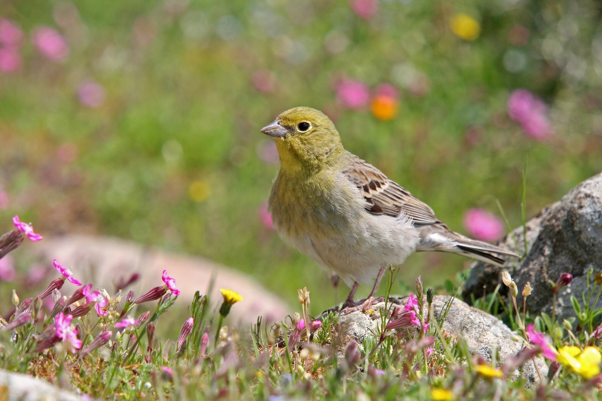 Cinereous Bunting - Christoph Moning