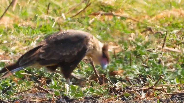 Crested Caracara (Northern) - ML647916093