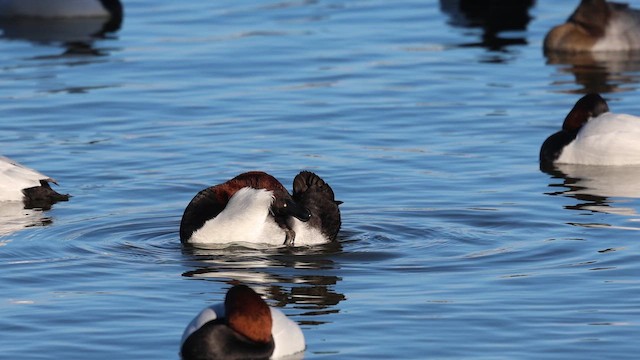 Murgilari bizkarzuria - ML647916392