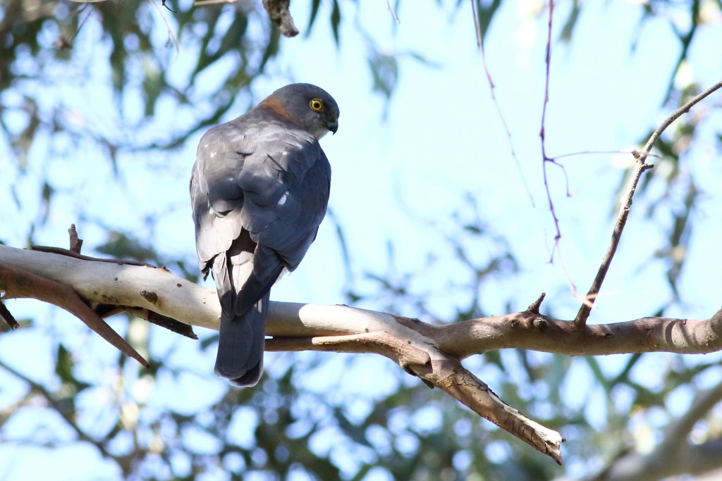 Collared Sparrowhawk - Leigh Pieterse