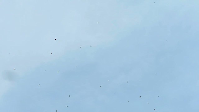 Broad-winged Hawk - ML647916489