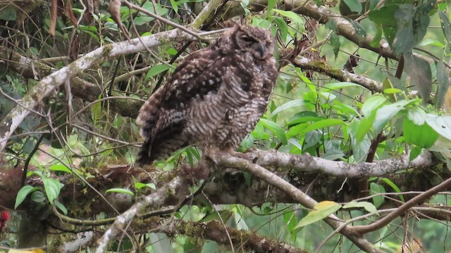 Great Horned Owl - ML647916757