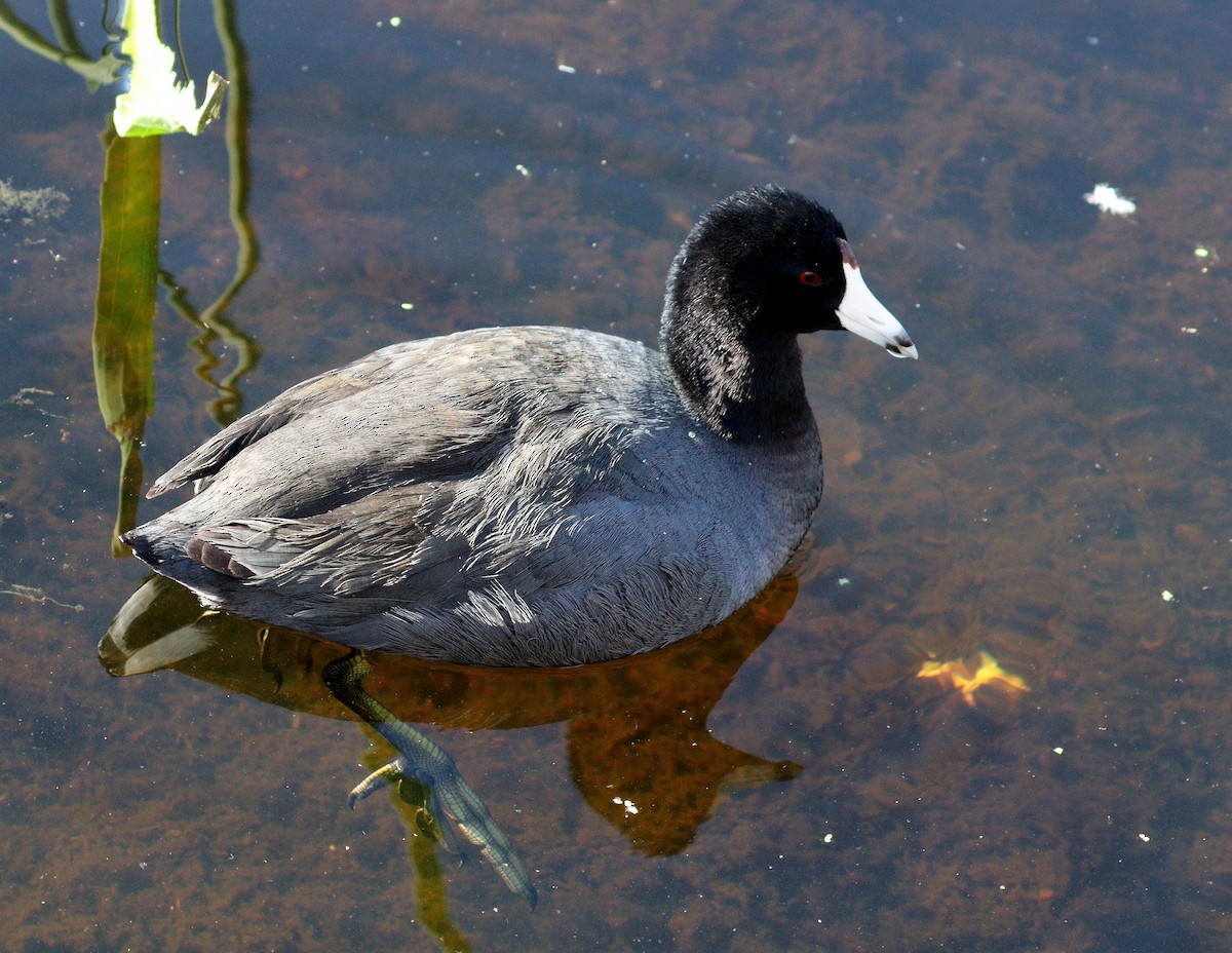 eBird Checklist - 31 Dec 2025 - Green Cay Wetlands & Nature Center - 42 ...