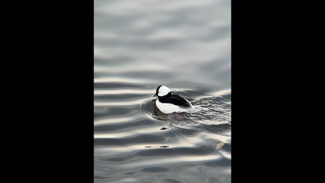 ヒメハジロ - ML647918186