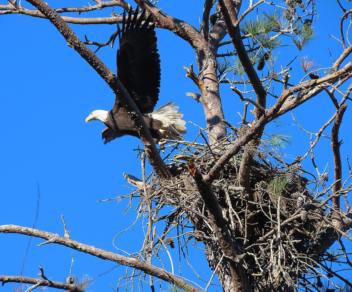 ハクトウワシ - ML647918889