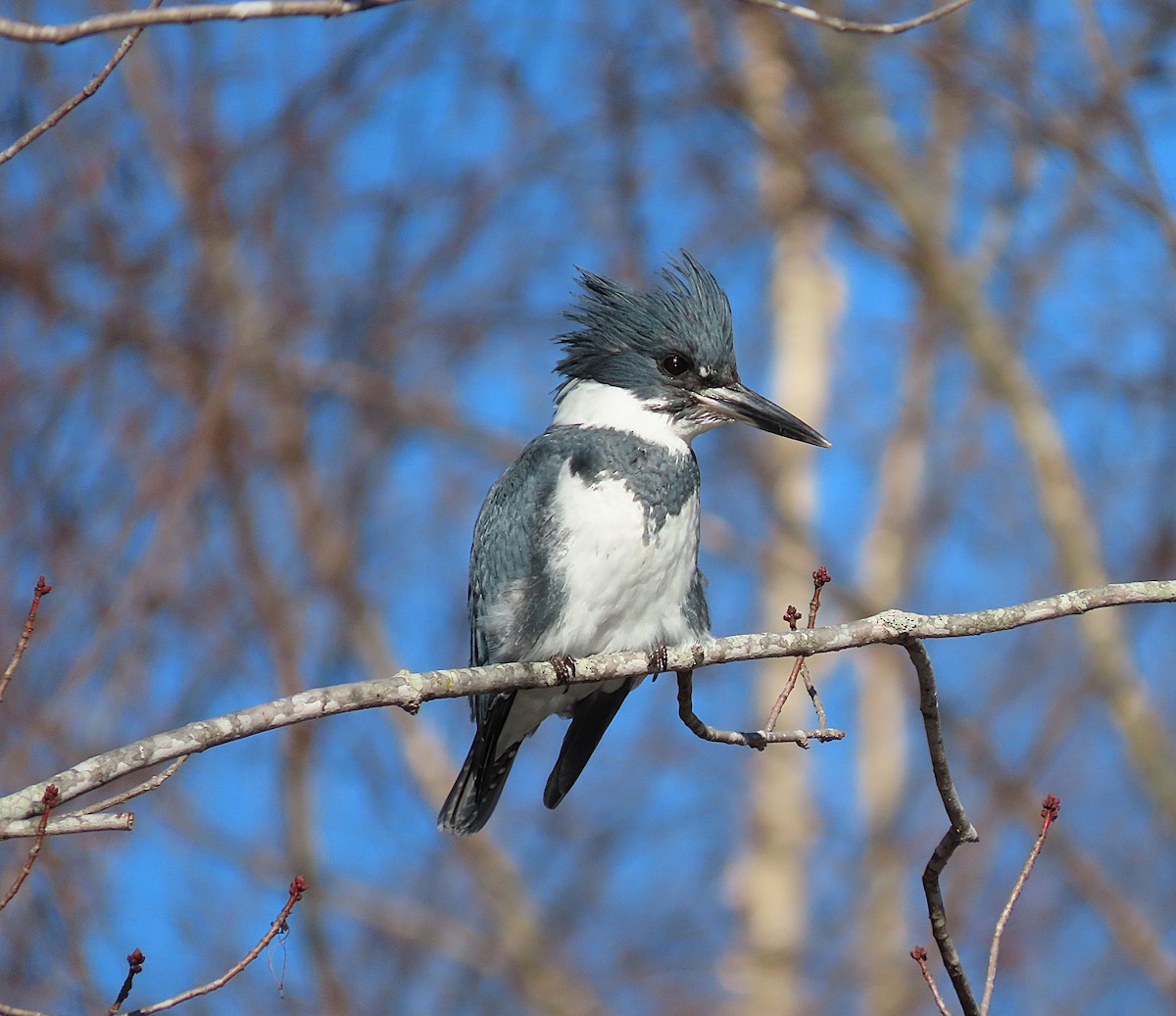 アメリカヤマセミ - ML647918903