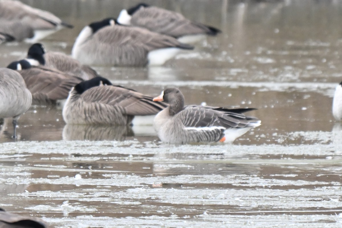 Ánsar Careto - ML647919027