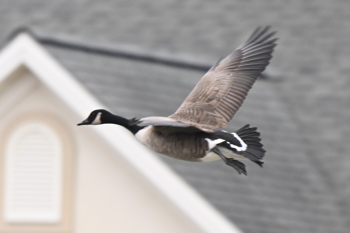 Barnacla Canadiense Grande - ML647919034