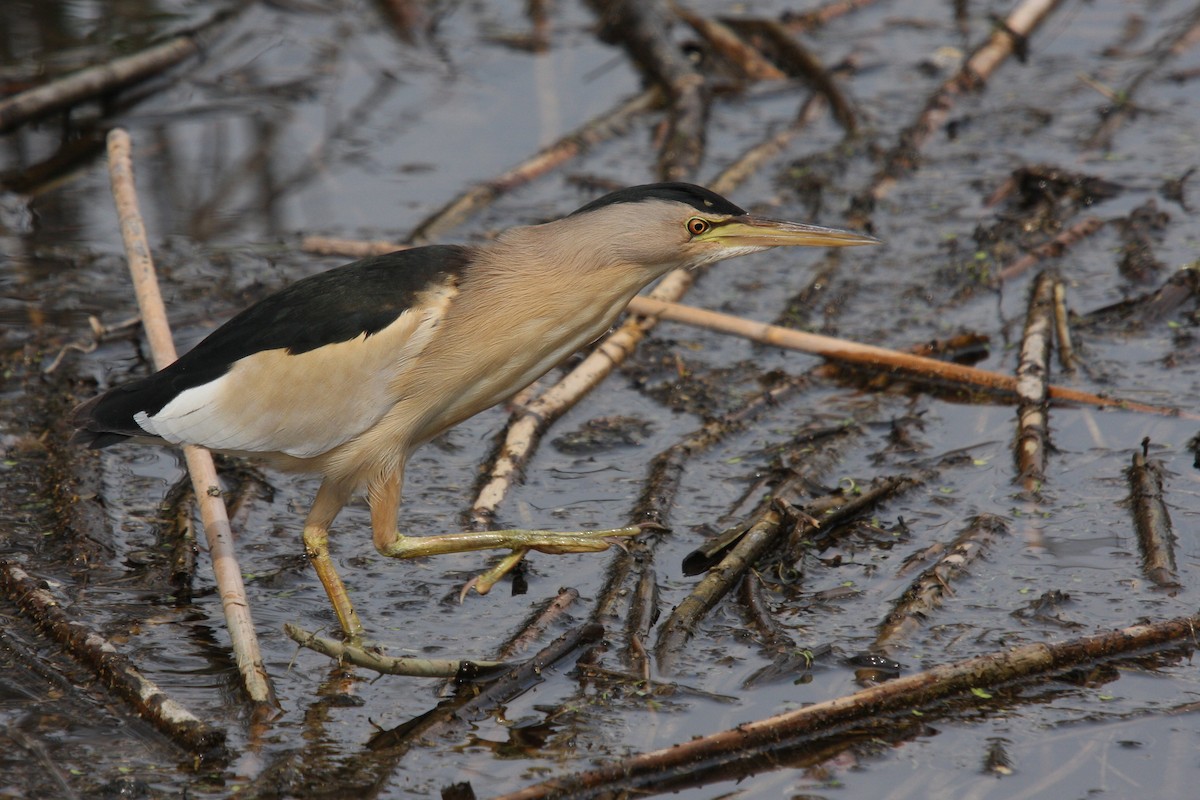 Little Bittern - ML64791931