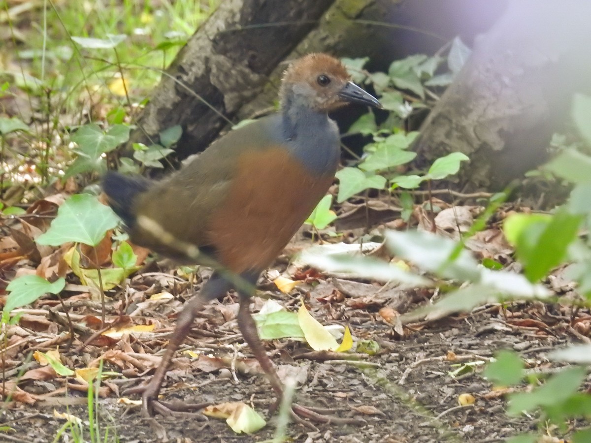 Gray-cowled Wood-Rail - ML647920564