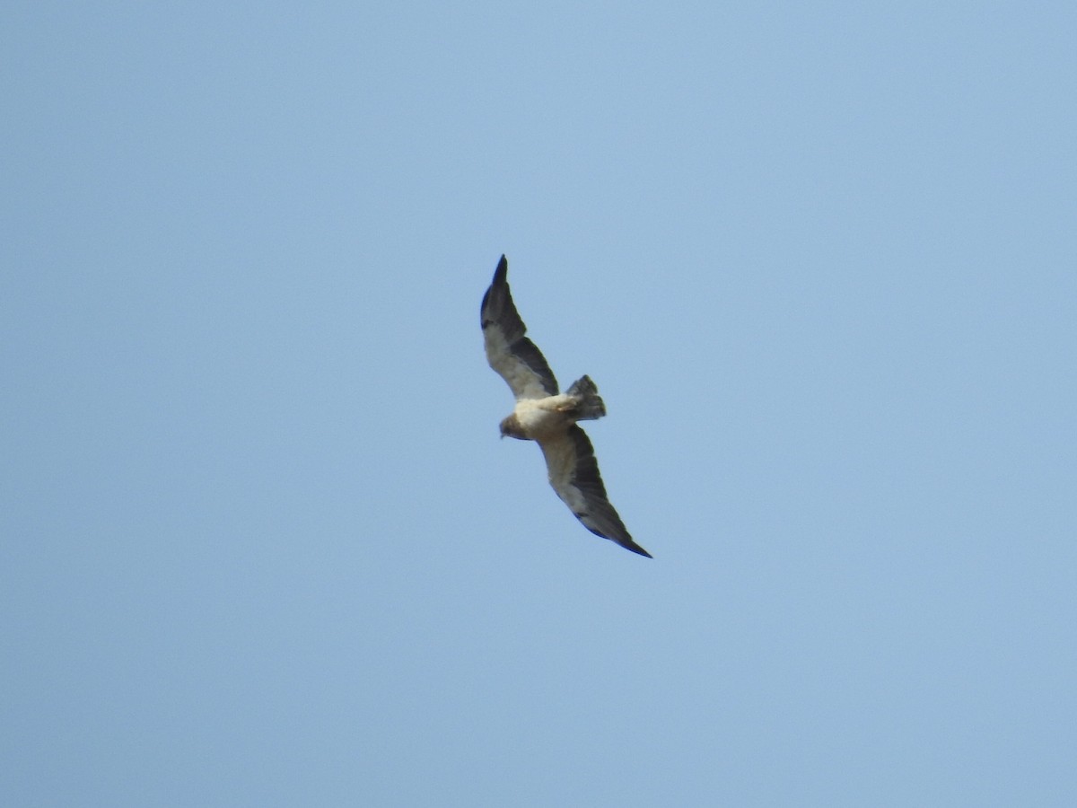Swainson's Hawk - ML647920652