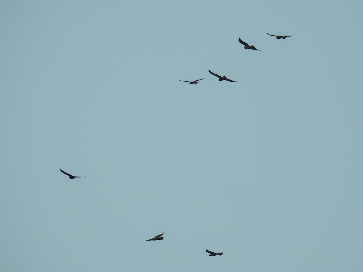 Swainson's Hawk - ML647920653