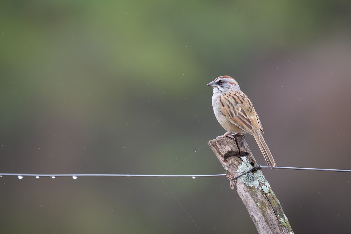 Yungas Sparrow - ML647921892