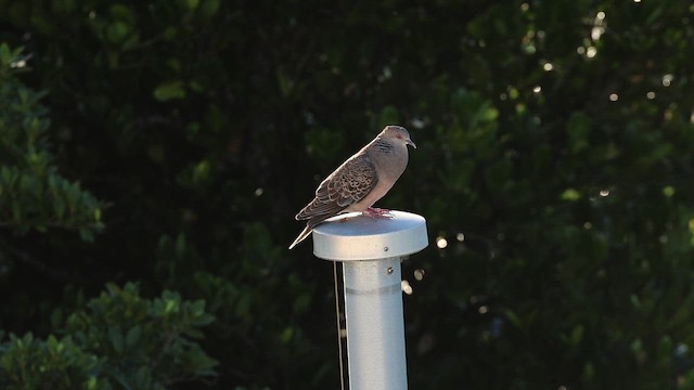 Oriental Turtle-Dove - ML647922206