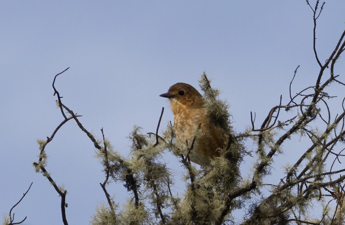 Boyaca Antpitta - ML647923031