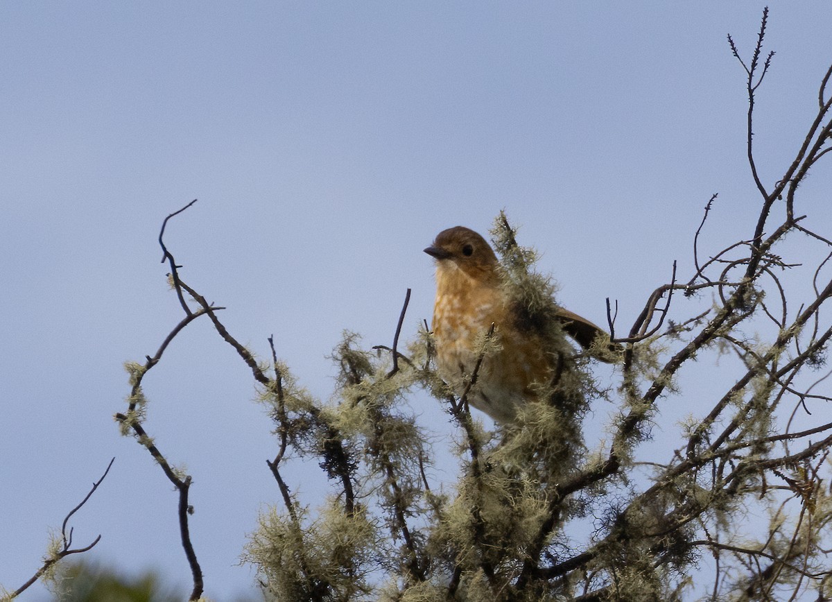 Boyaca Antpitta - ML647923032
