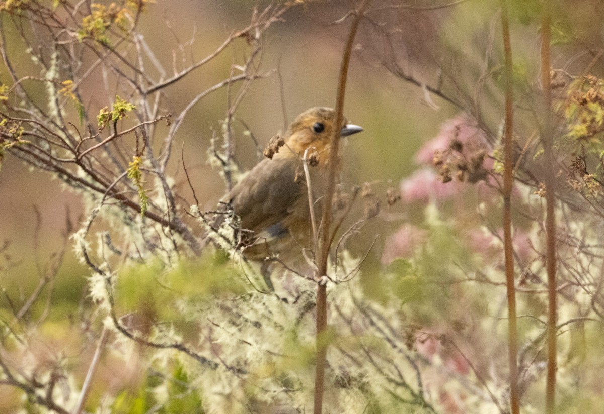 Boyaca Antpitta - ML647923175