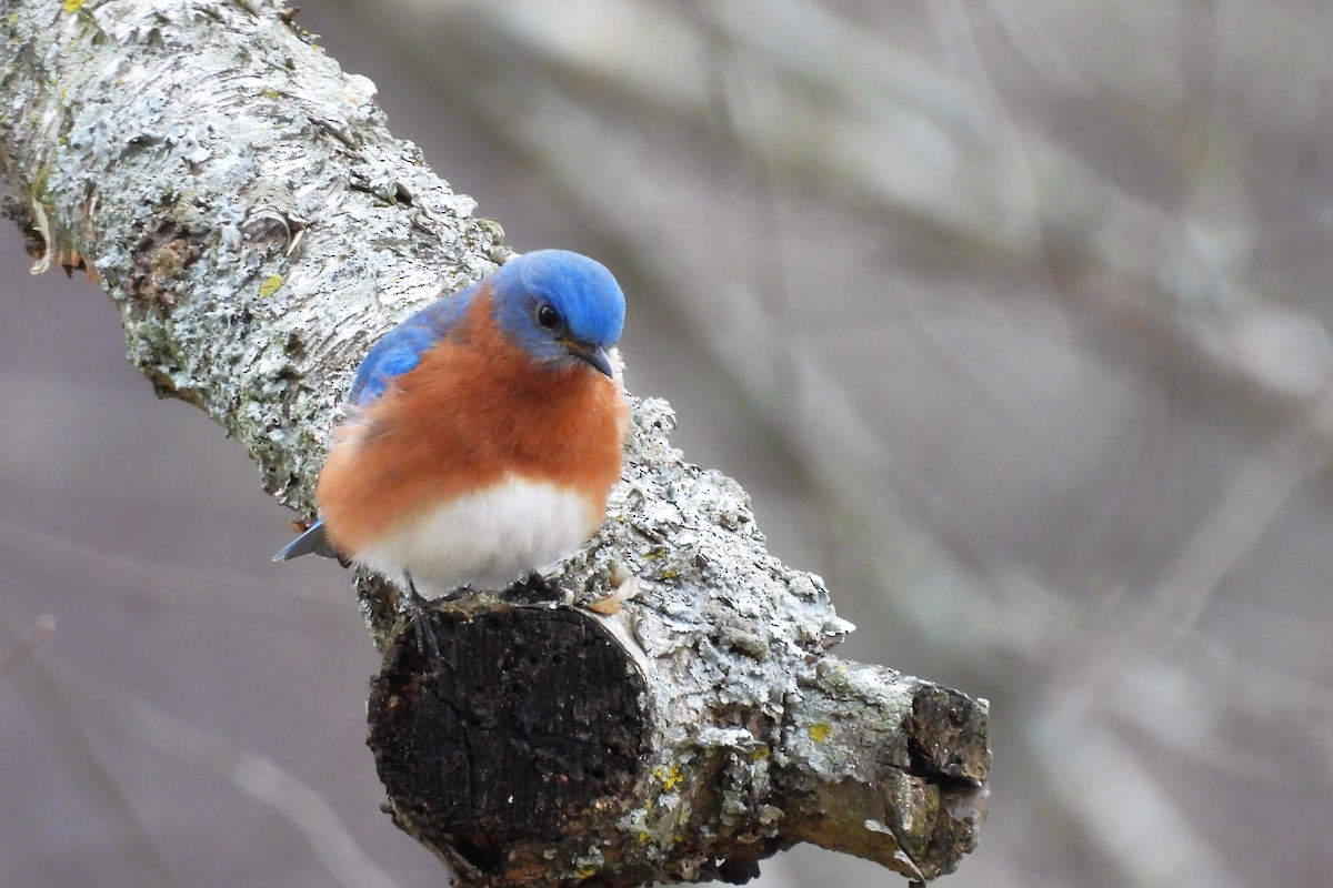 salašník modrý - ML647923196