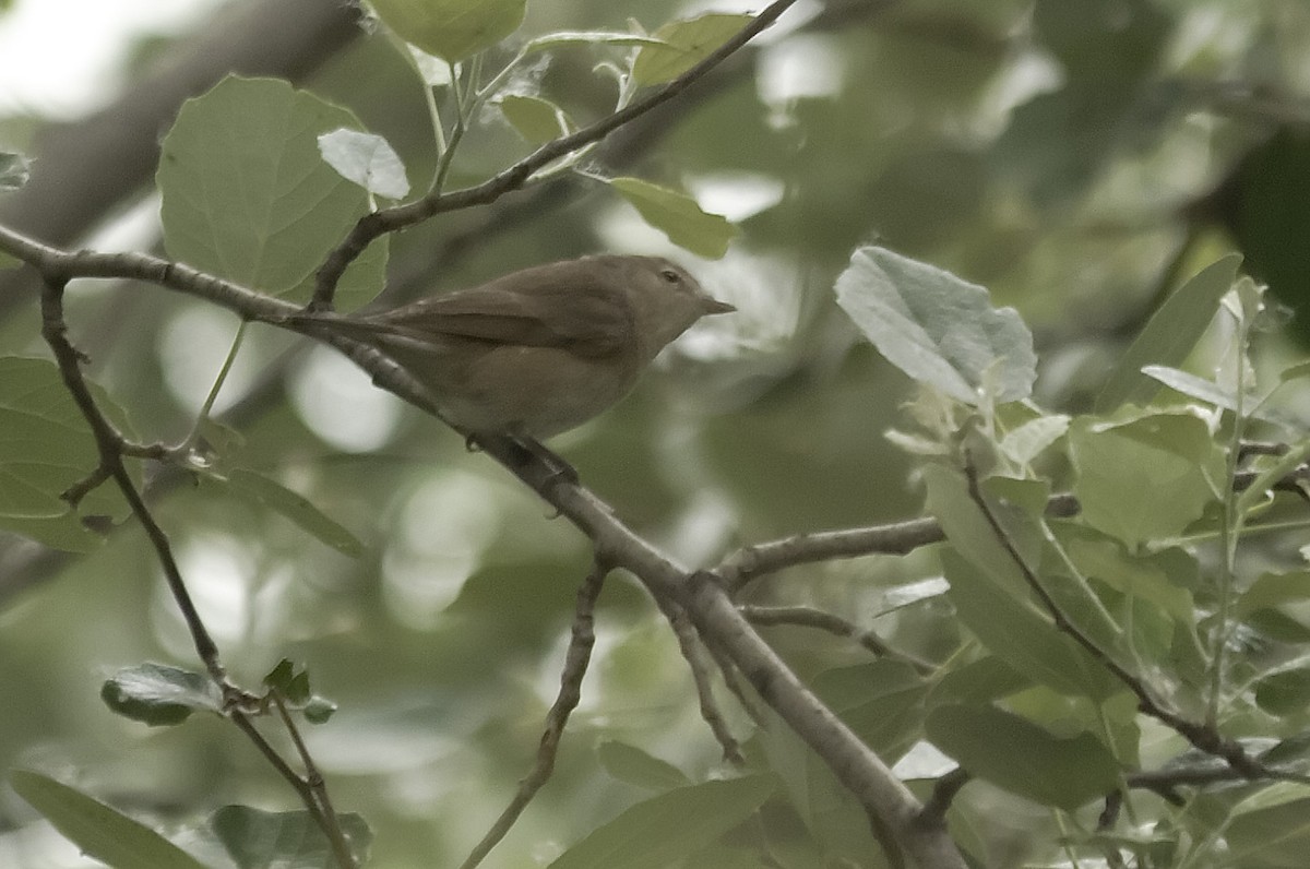 Fauvette des jardins - ML647923320